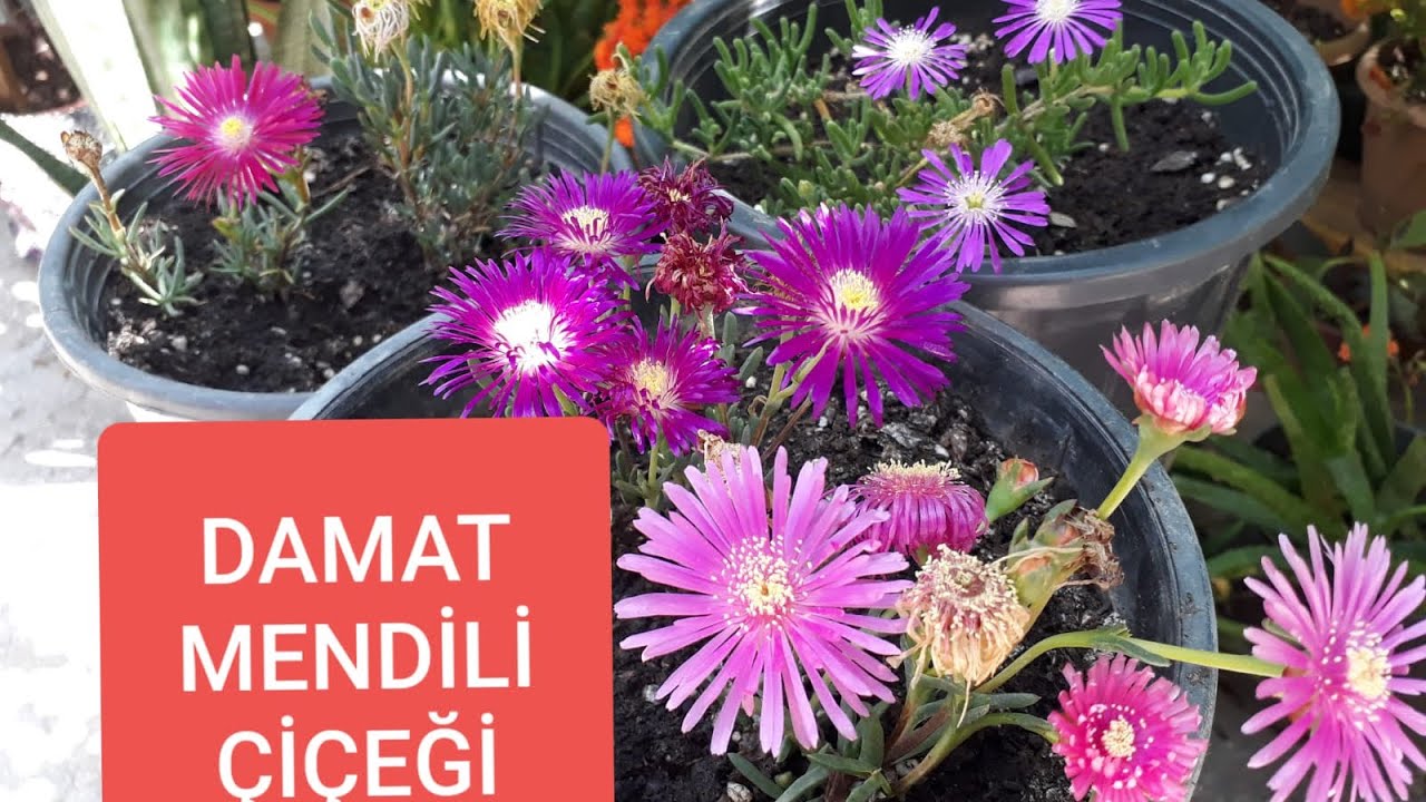 DAMAT MENDİLİ ÇİÇEĞİ!