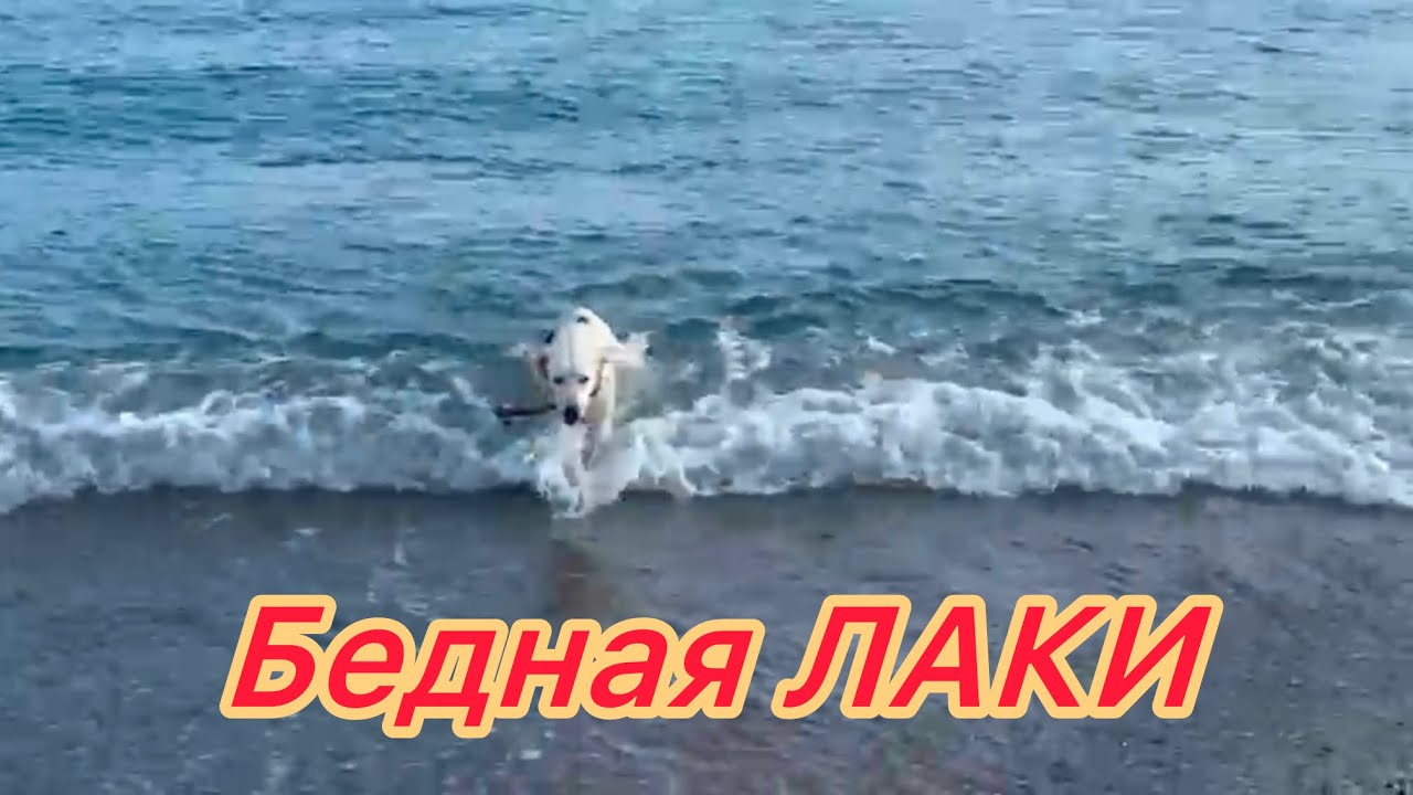 ‼️БЕДНАЯ собака ЛАКИ😱 Тяжелые Собачьи Будни😱😂@МАМА ЛЕНА
