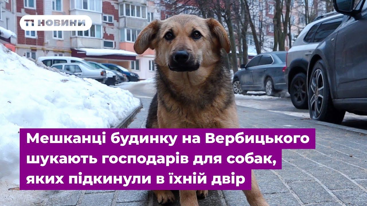 Мешканці будинку на Вербицького шукають господарів для собак, яких підкинули в їхній двір