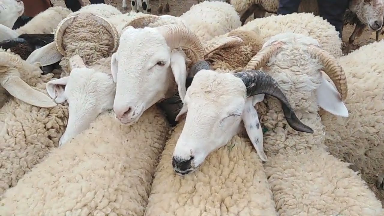 سوق الغنم 🐏🐏 سيدي يحي وجدة Oujda sok sidi yahya 2023