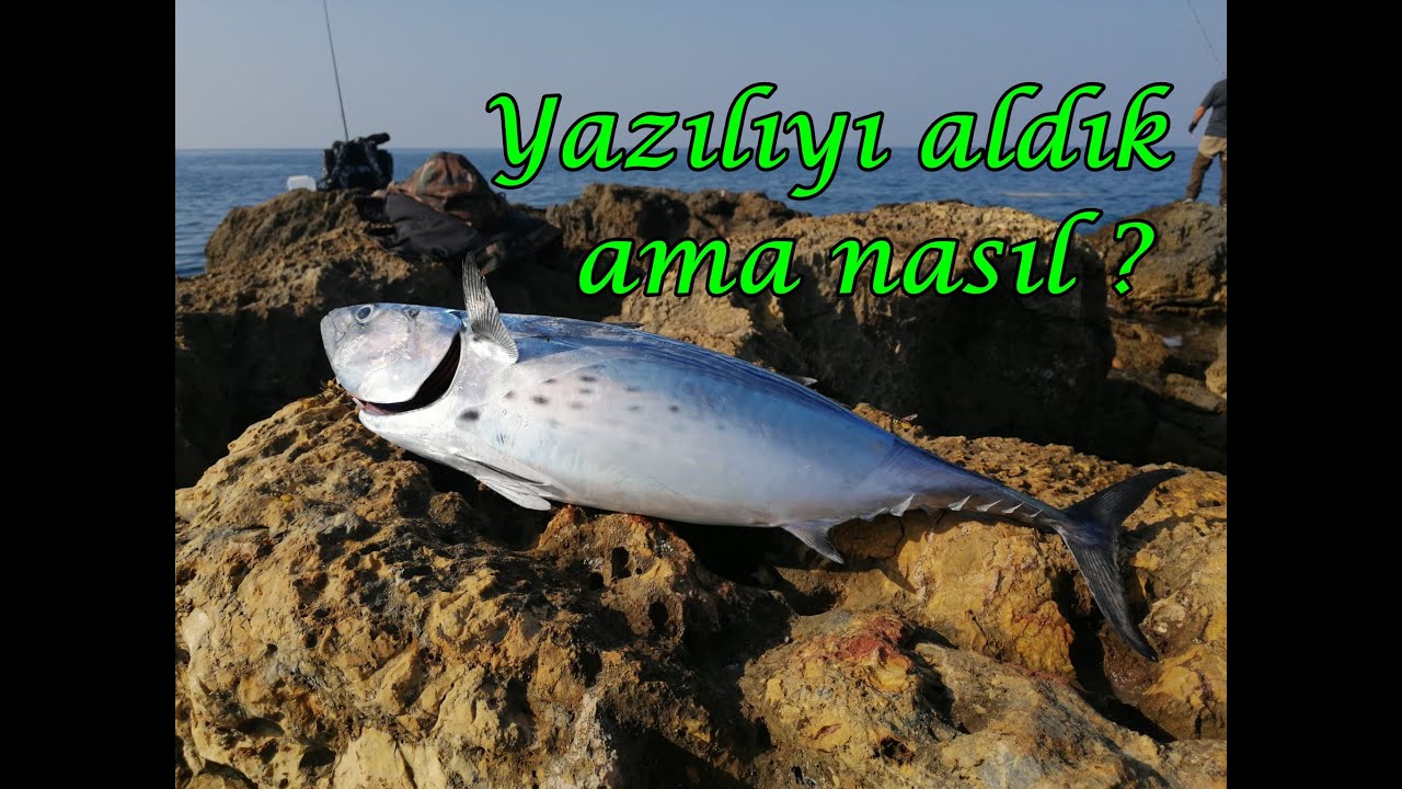 Yazılı Orkinos ve Lambuka avı ( SÜNGER BURNU )