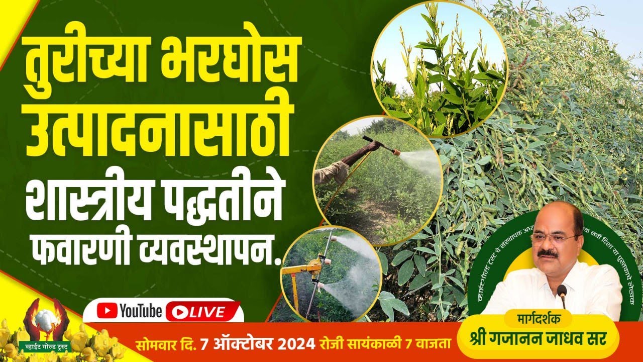 तुरीच्या भरघोस उत्पादनासाठी शास्त्रीय पद्धतीने फवारणी व्यवस्थापन