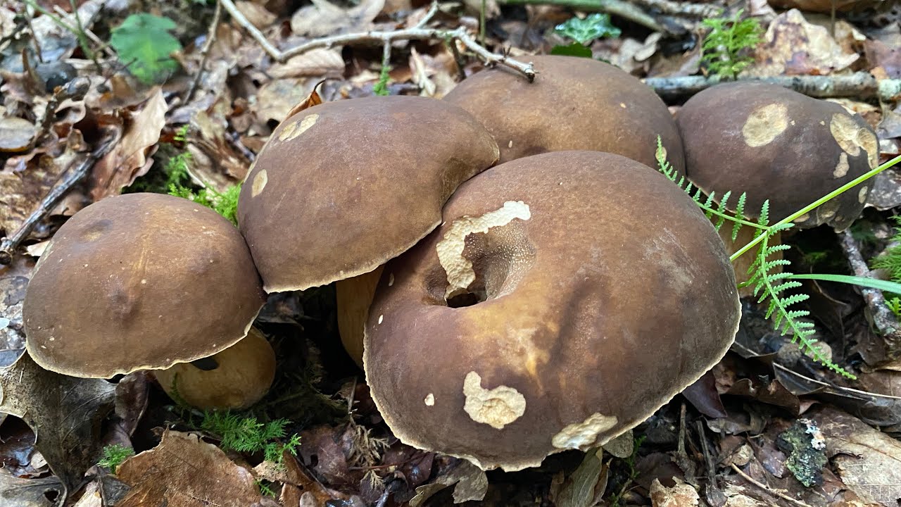 EXPLOSIÓN de BOLETUS AEREUS Y AMANITA CAESAREA en 2023