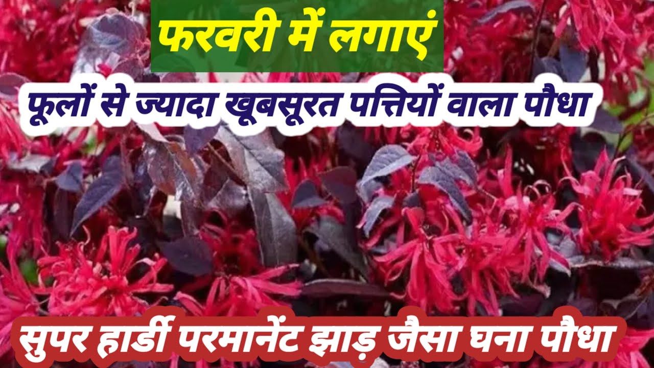 🟣अधिक पौधें लगाना नहीं चाहते तो इस पौधें को लगाएं फूल के साथ पत्तियां भी बेहद खूबसूरत 🍁🍂🌸🏵️