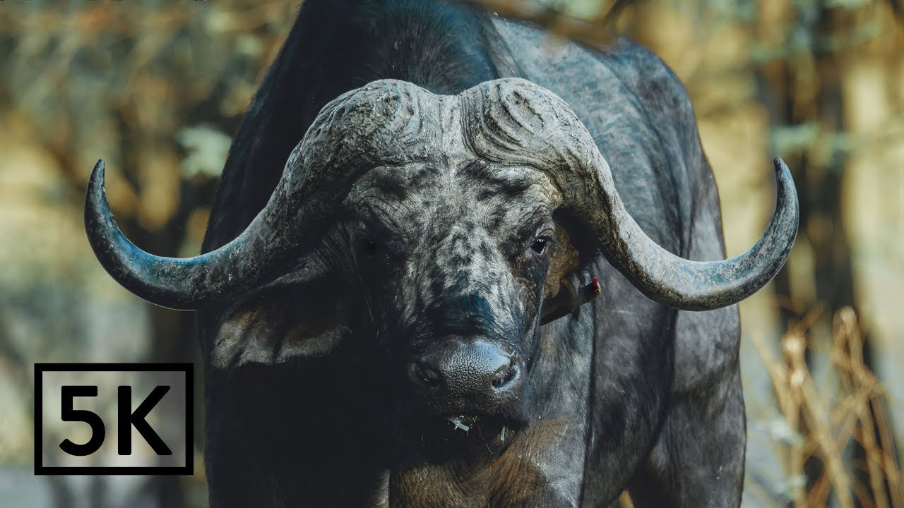 5K - Mana Pools National Park, Zimbabwe