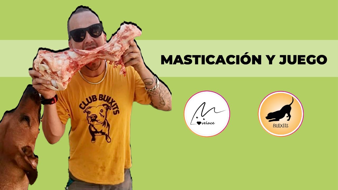MASTICACIÓN y JUEGO ⚽ 🧛! Cómo MEJORAR la CONDUCTA de tu PERRO a través de la masticación