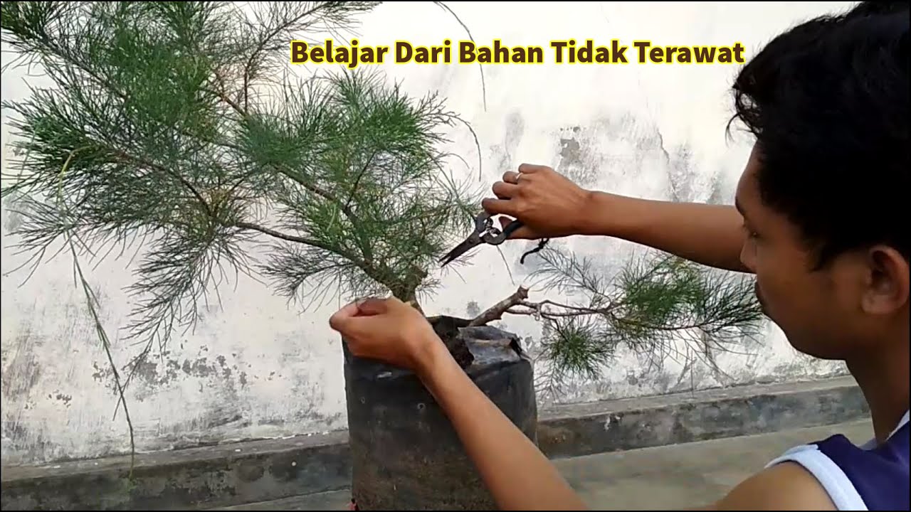 Belajar Program Awal Bahan Bonsai Cemara Udang dari NOL Besar