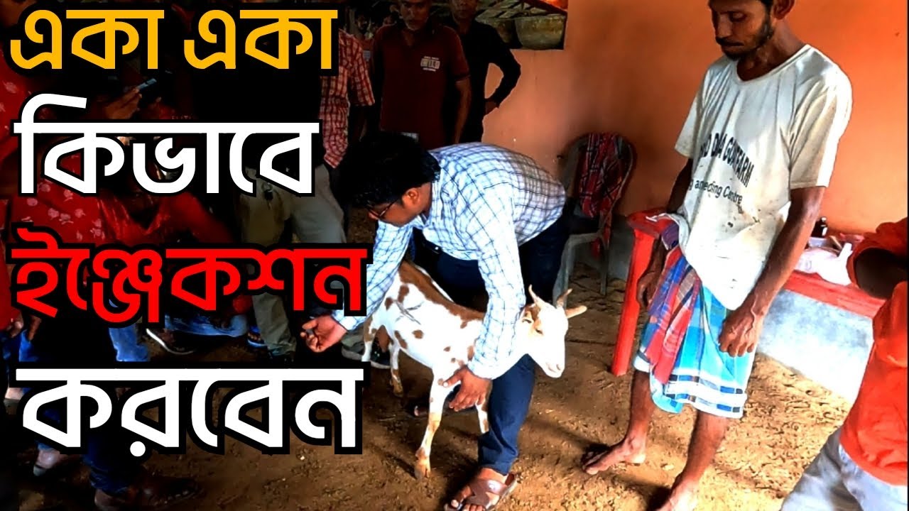 ছাগলের মাংসে কিভাবে ইঞ্জেকশন করতে হয় | Intramuscular Injection | ছাগলকে কিভাবে ইনজেকশন লাগাতে হয় |