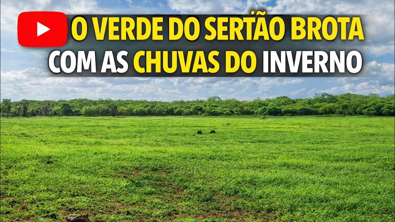 O VERDE DO SERTÃO ESTÁ COMEÇANDO APARECER COM AS CHUVAS ☔️ 