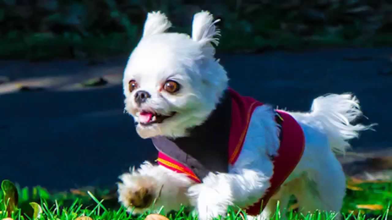 St. Francis Church pet blessings