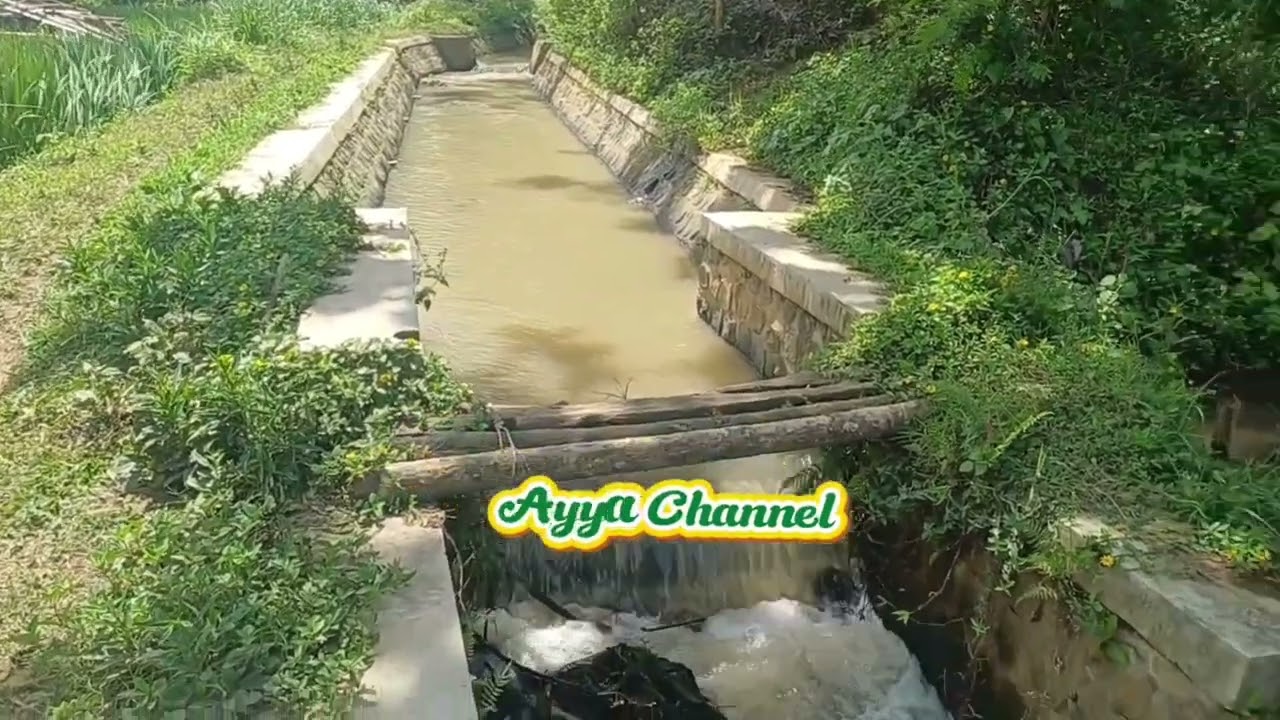 Persawahan di Desa Singgahan Kec. Pulung Kab. Ponorogo. #panoramaalampedesaan #sawahhijau #petani 