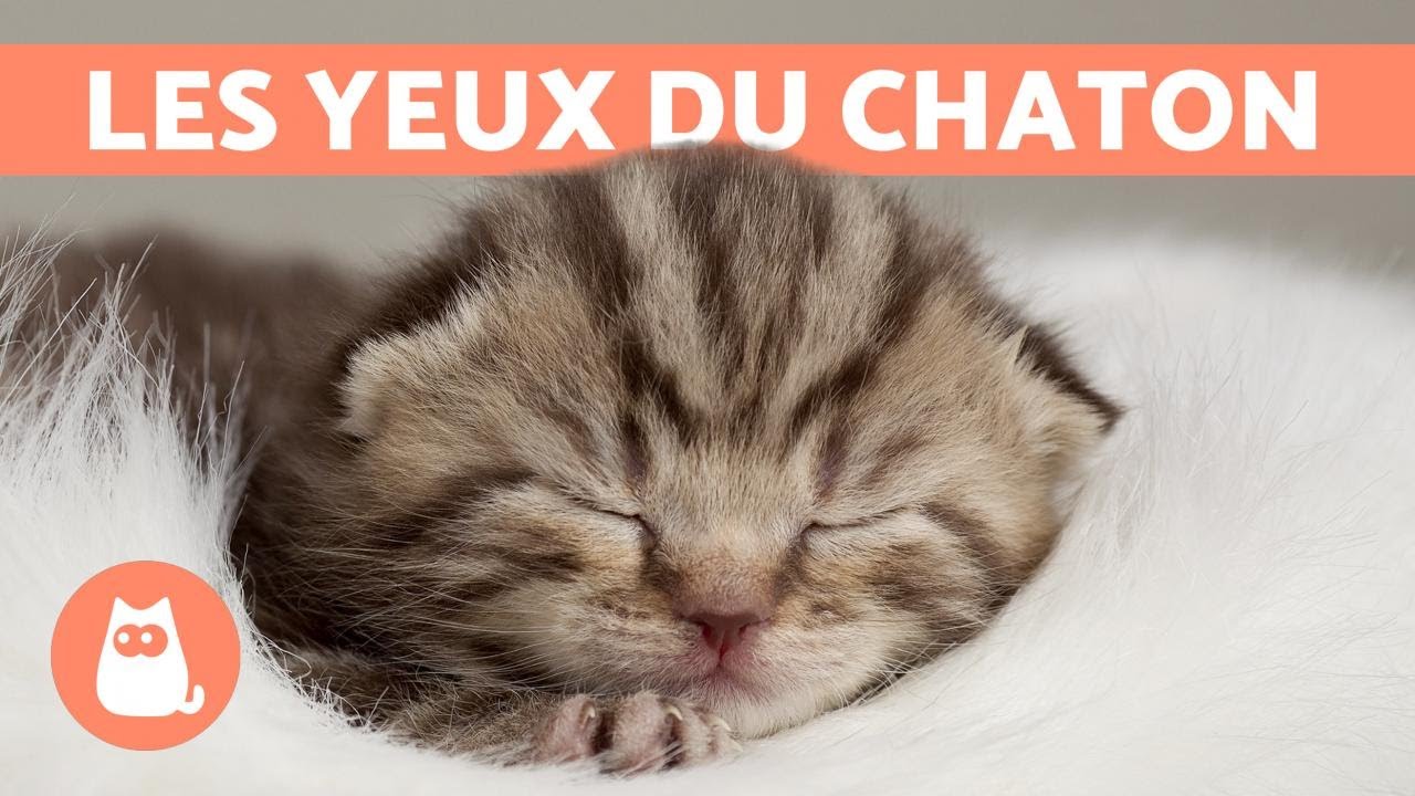 À quel âge un chaton ouvre les yeux ? 🐱 Le développement du chat