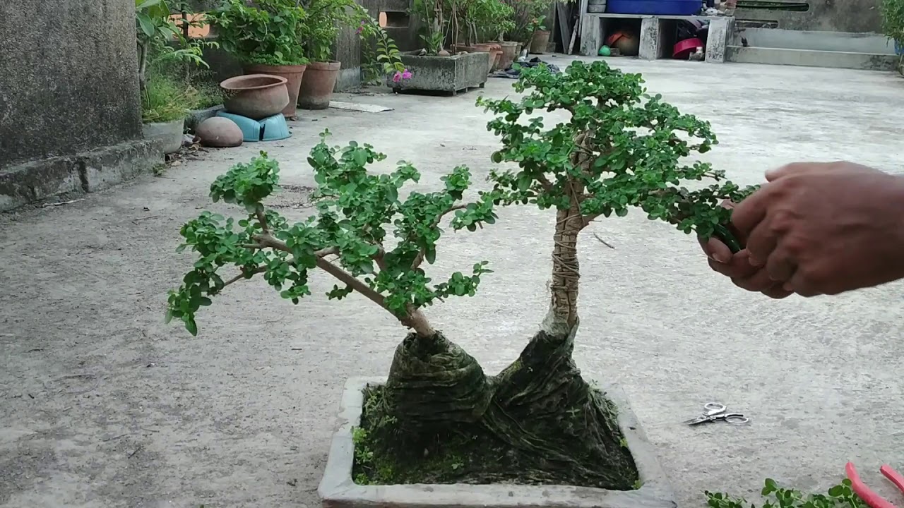 Bonsai tree || Samaresh bonsai || 2019