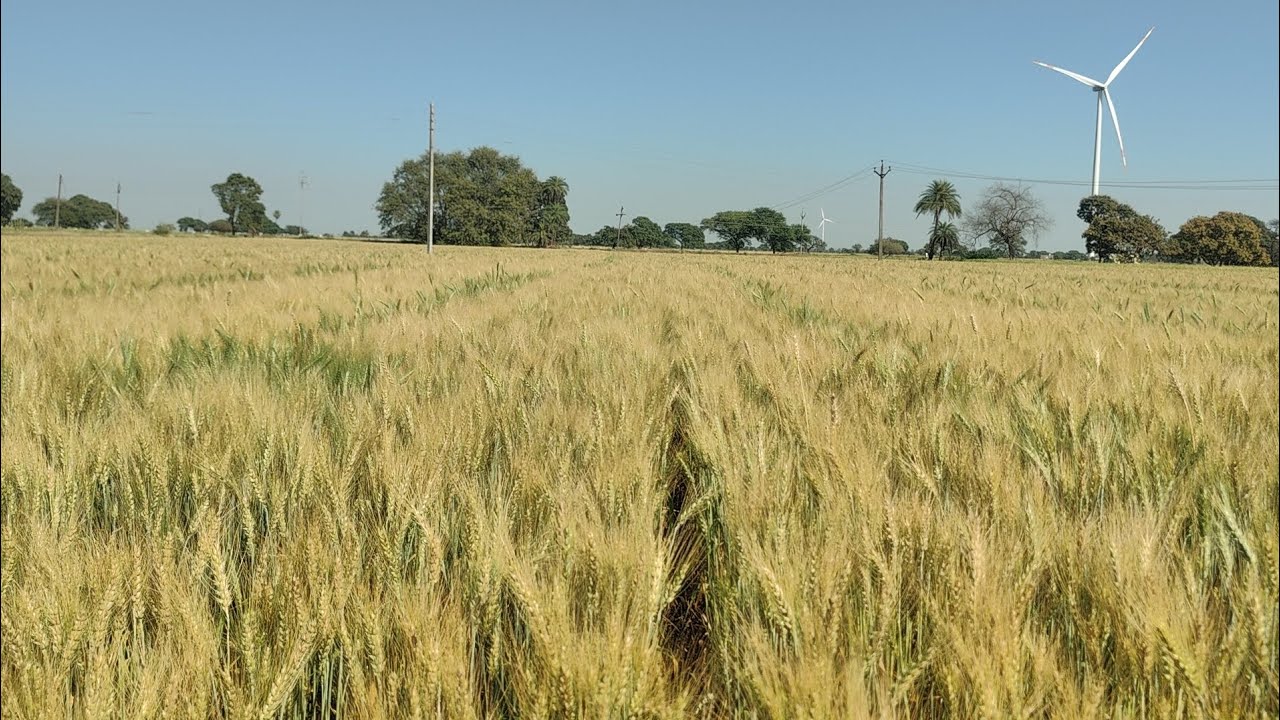 HI 1650 पूसा ओजस्वी गेहूं की कब तक होगी कटाई।। 