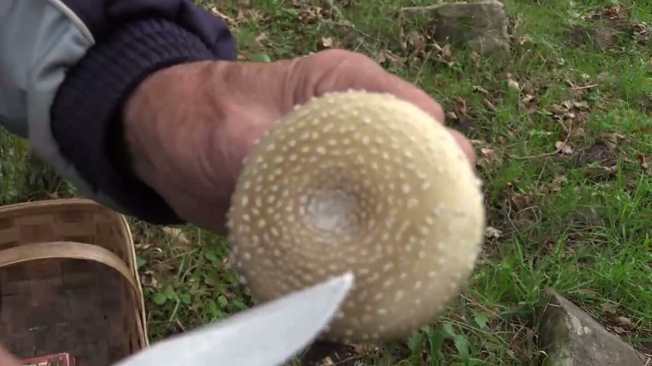 Micología |  Boletus edulis | 6.11.2021