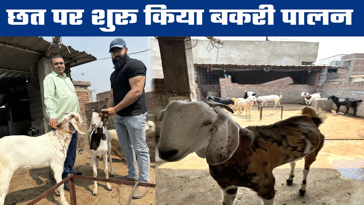 Goat Farming Training लेकर घर के छत पर ही शुरू कर दिया Bakri Palan Business🐐🐐Rooftop Goat Farming