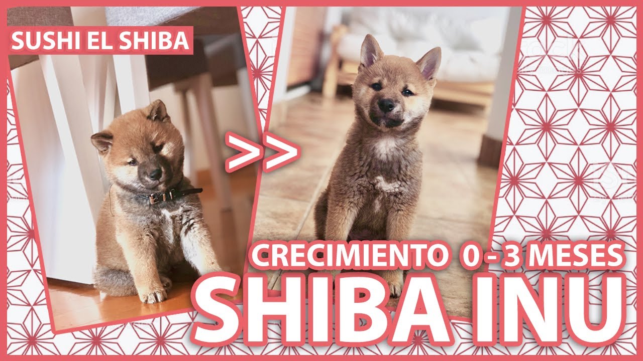 Crecimiento SHIBA INU: de 0 a 3 MESES | Shiba Inu Puppy : GROWING 0 - 3 months. With subtitles