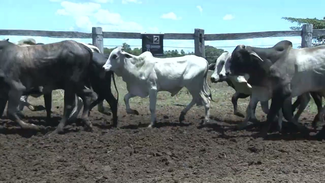 LOTE 02 - 74 MACHOS NEL. 15/18 MESES 335KG - 142KM MIRANDA/MS - 13 KM NOVO HORIZONTE
