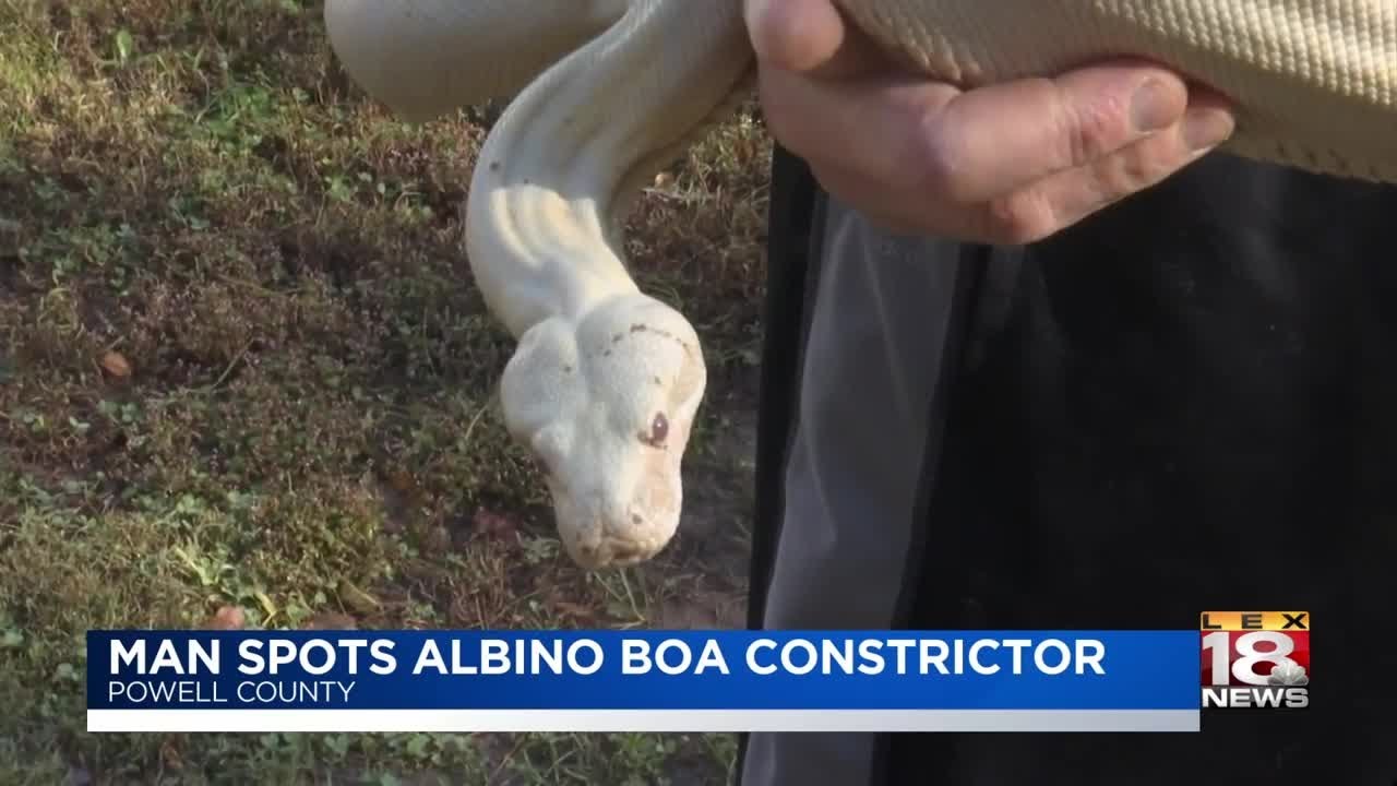 Man Spots Albino Boa Constrictor
