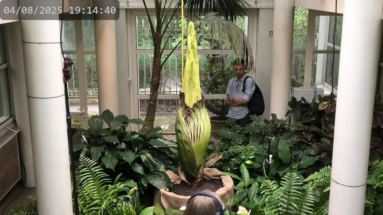 Ogród Botaniczny UW – transmisja na żywo z kwitnienia dziwidła olbrzymiego 2025