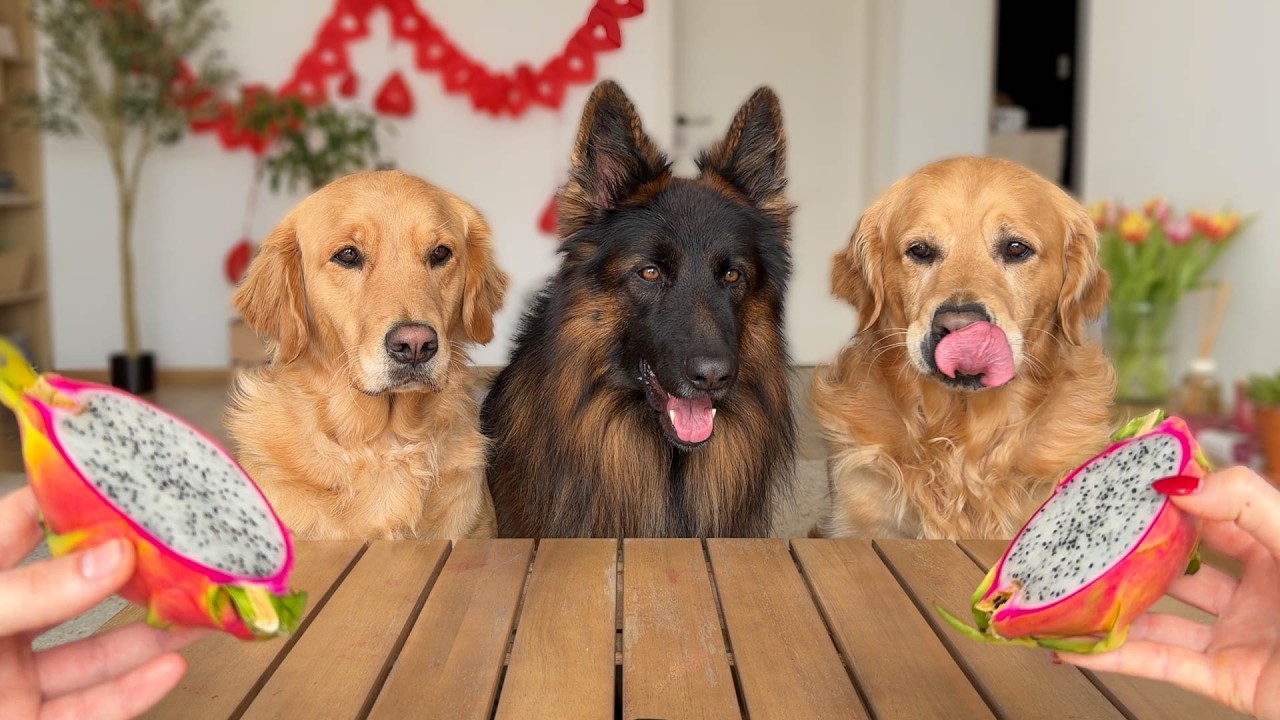 My Dogs Review Pink Foods ONLY!