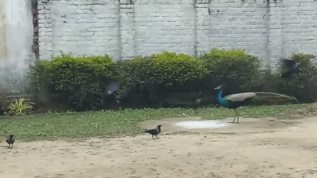VID 20260109 075112