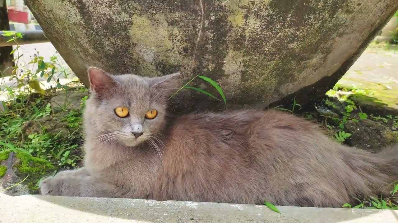 Scent Mystery: Why the Family Doesn't Recognize the Bathed Kitten 🧼🐈