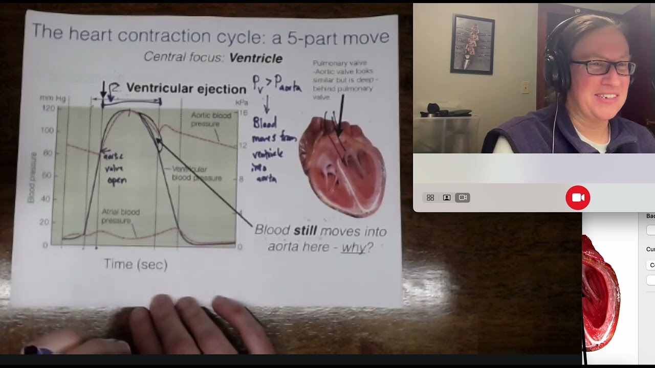 Heart Cycle Review