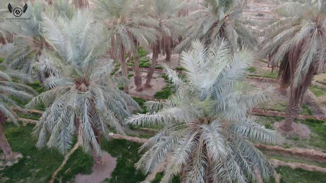 شيلة يا اهل النخيل مزرعة المبارك بالسر