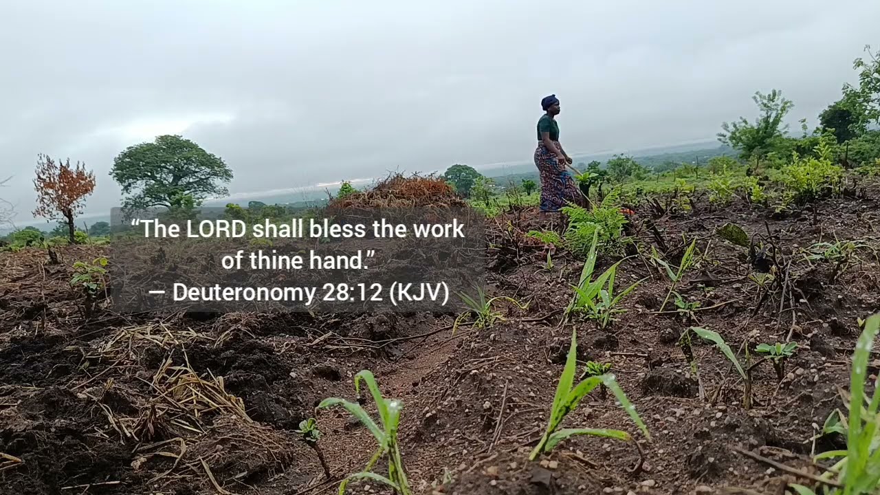 Planting Cowpeas After the Rain | My Morning on the Farm