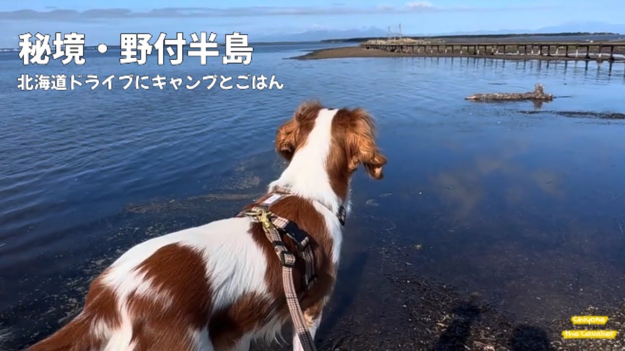 3日目: 朝焼けの摩周湖_美幌峠_ 秘境・野付半島エゾシカ_開陽台【キャバリア】 - The dog with  Eastern Hokkaido_Day 3-1