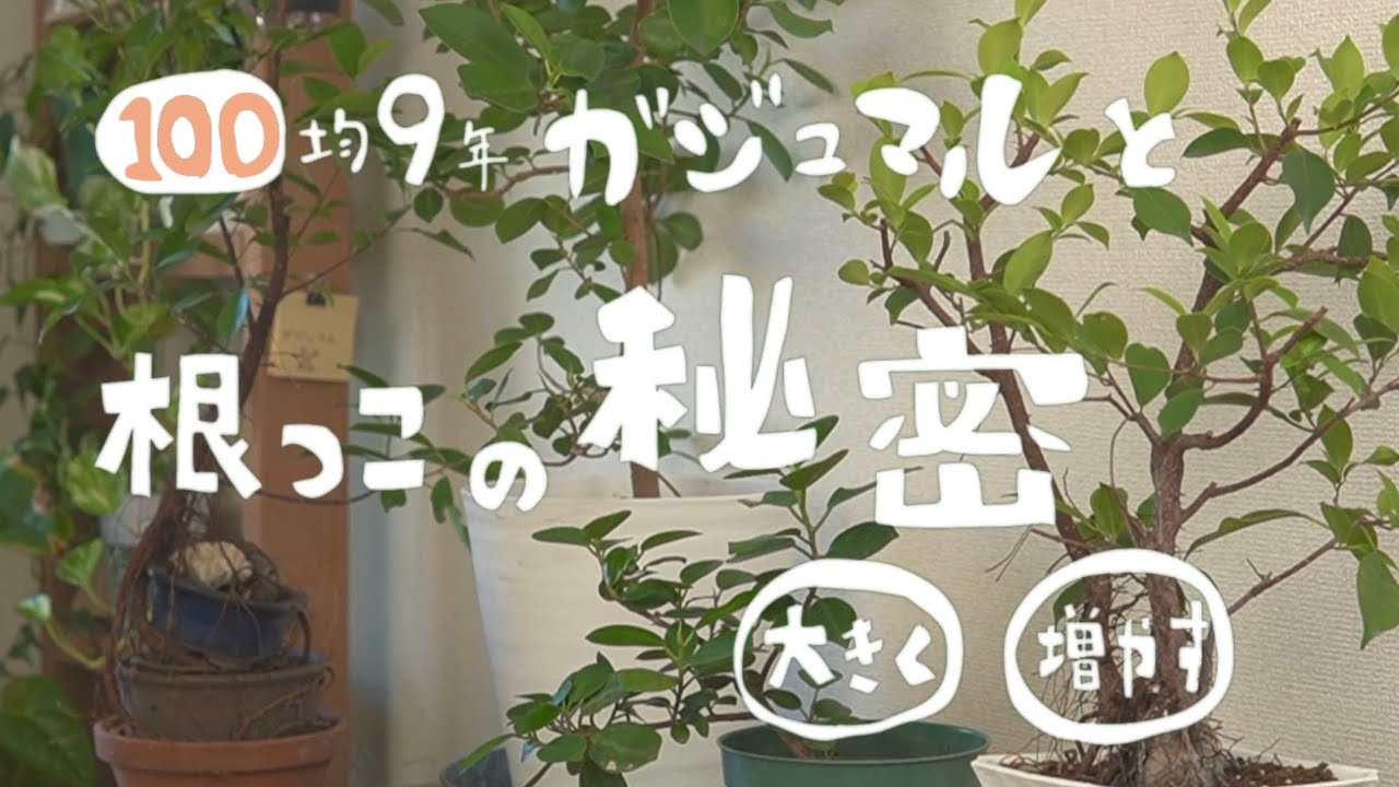 【観葉植物】ガジュマルと根の秘密、大きく／増やす（100均9年）