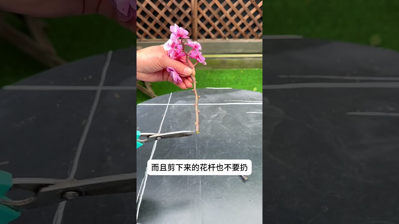 Phalaenopsis care