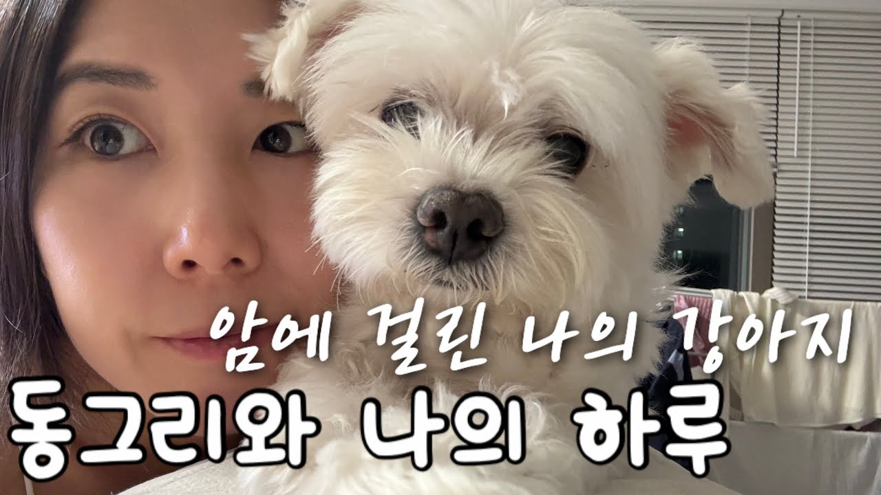 암에 걸린 나의 강아지와의 하루
