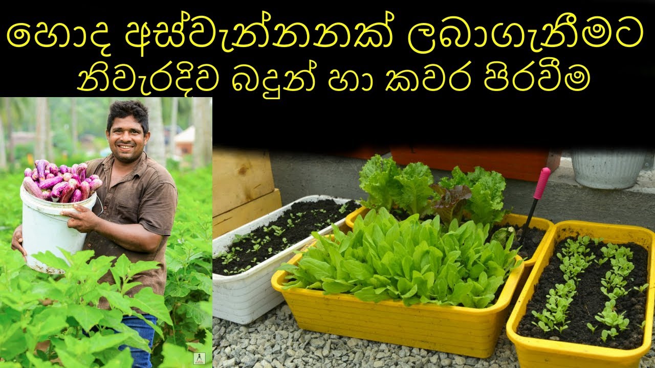 බදුන්ගත කාබනික ගෙවතු වගාව සදහා නිවැරදිව බදුන් කවර පිරිවිම බදුන් සදහා පස් මිස්‍රනය Organic gardening