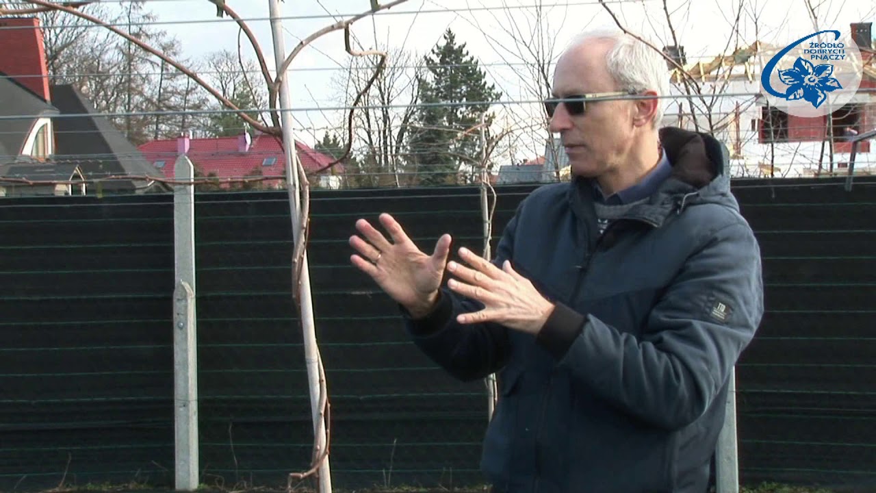 Aktinidia (mini kiwi) &ndash; drugi rok uprawy &ndash; r&oacute;żnice we wzroście