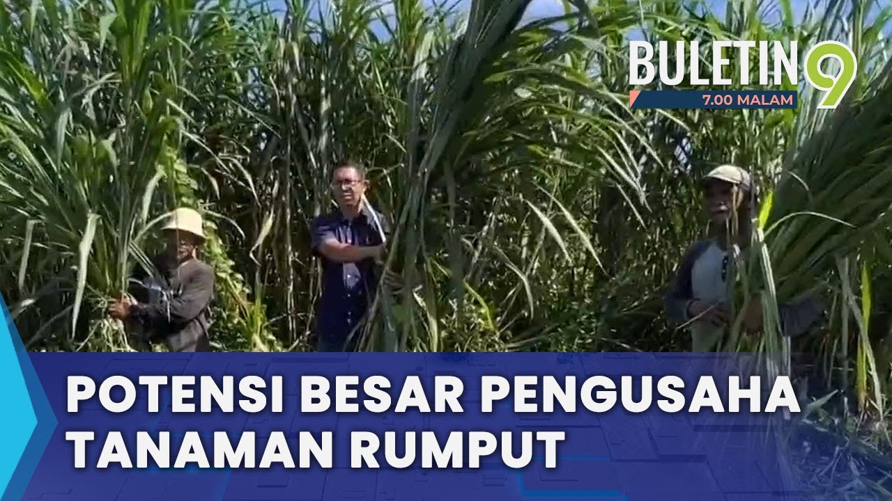 Pengusaha Rumput Napier Peroleh Pendapatan Lima Angka Sebulan