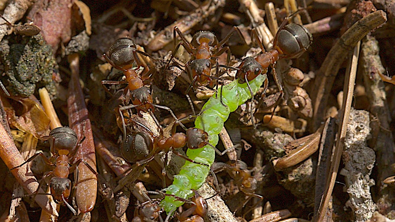 Red wood ant 