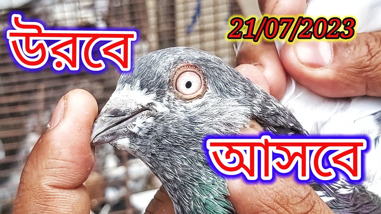 মিরপুর হাঁটে এখন কবুতরের দাম বাড়তি 🙂 | Miraj Pigeon