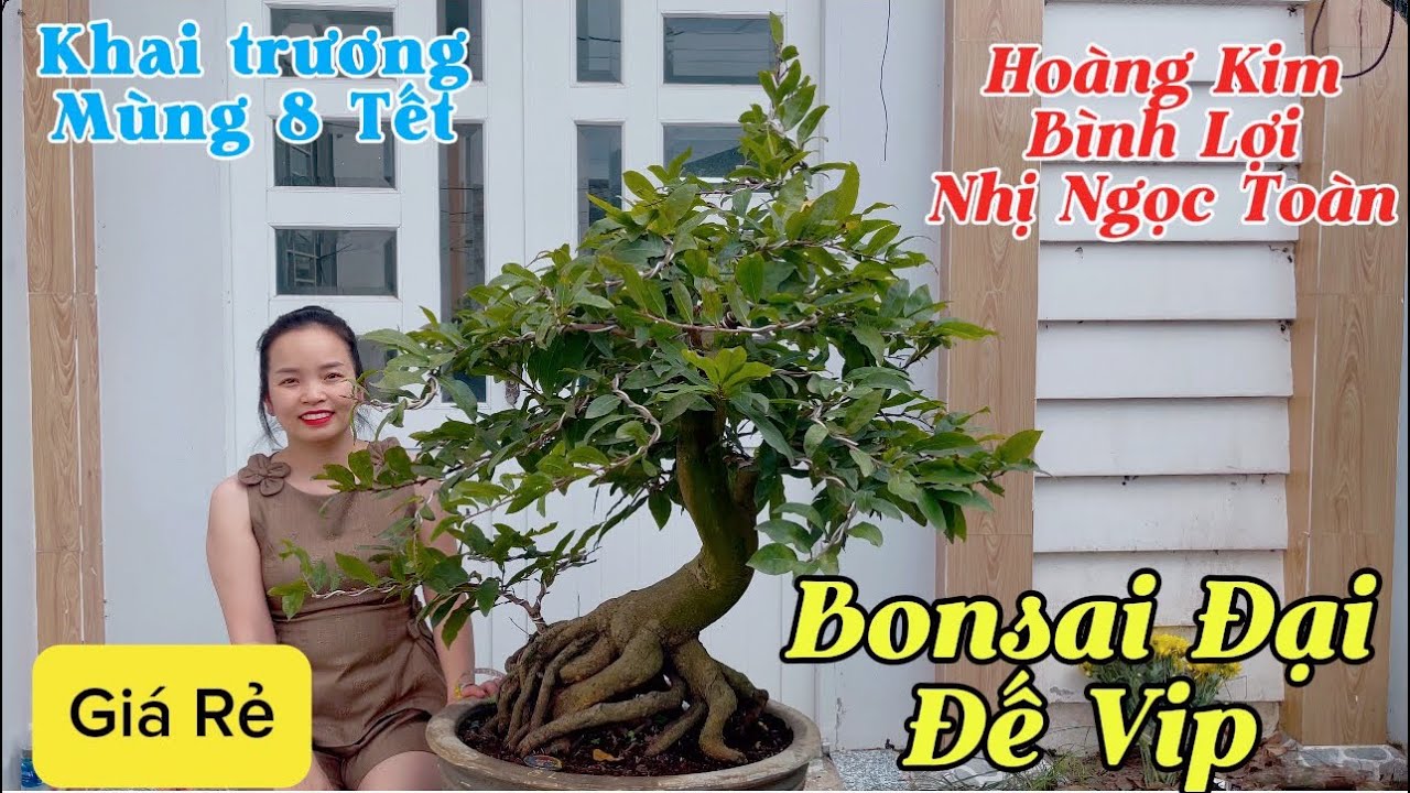 [Khai Trương Mùng 8 Tết] Hoàng Kim, Bình Lợi, Nhị Ngọc Toàn, Bonsai Đại Đế Vip ☎️0982223575 (Thúy)