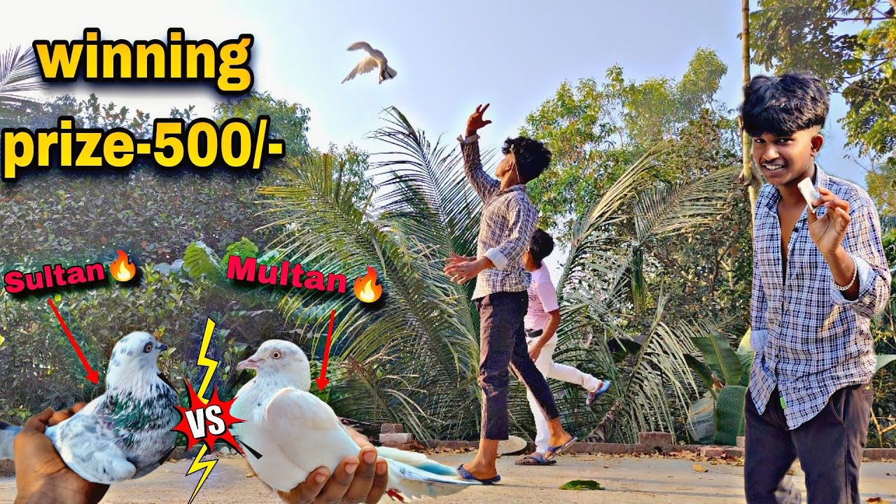 জার পায়রা পরে নামবে সেই জিতবে 500 টাকা😲