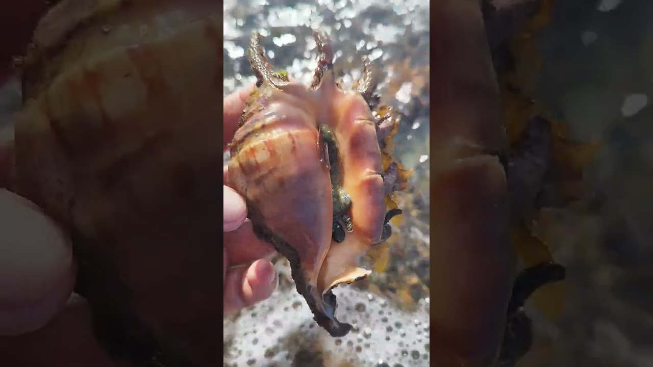 SAANG! Spider Conch😱! #shell #seashell #seashells #saang #mollusk