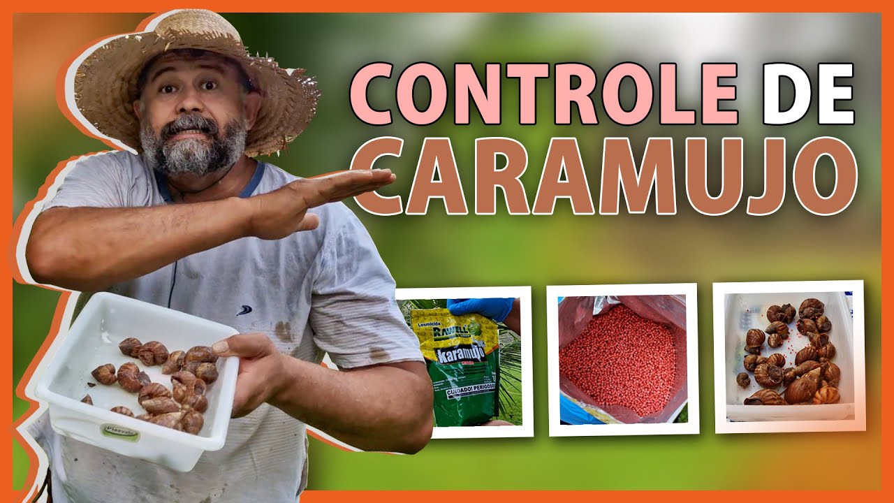 Como acabar com caramujos e lesmas