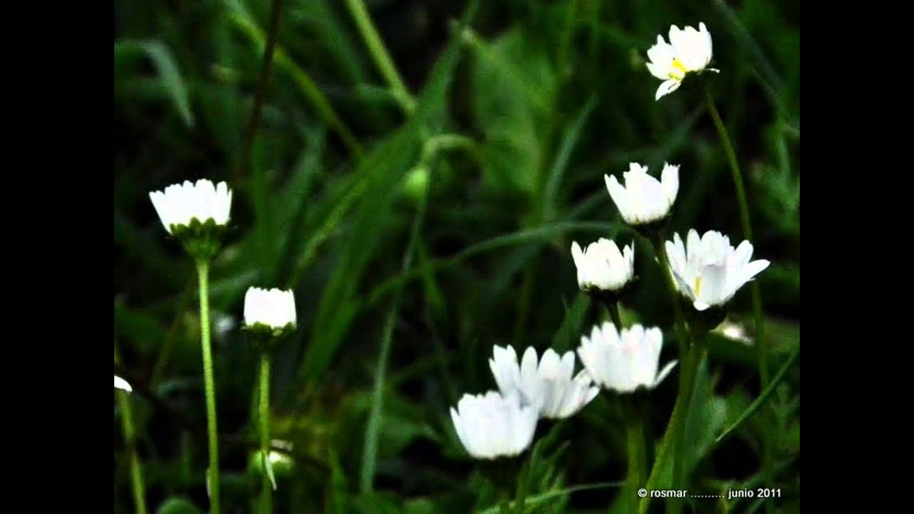 Flores - flowers - fleurs ( naturaleza)