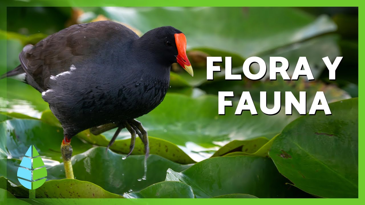 ¿Qué es la FLORA y FAUNA? 🌷🦁 | Definición, tipos e importancia