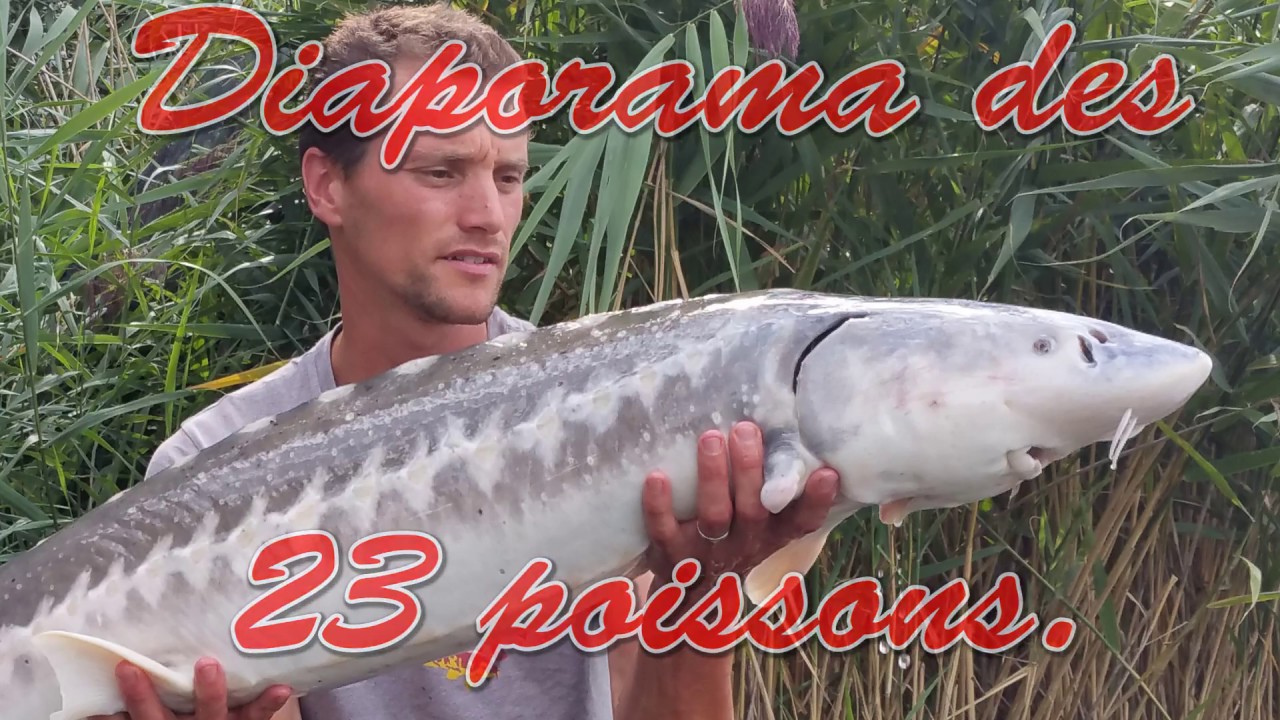 Etang pêche carpes et esturgeons : La lande 2015/2016 partie 1 (Transmontanus)