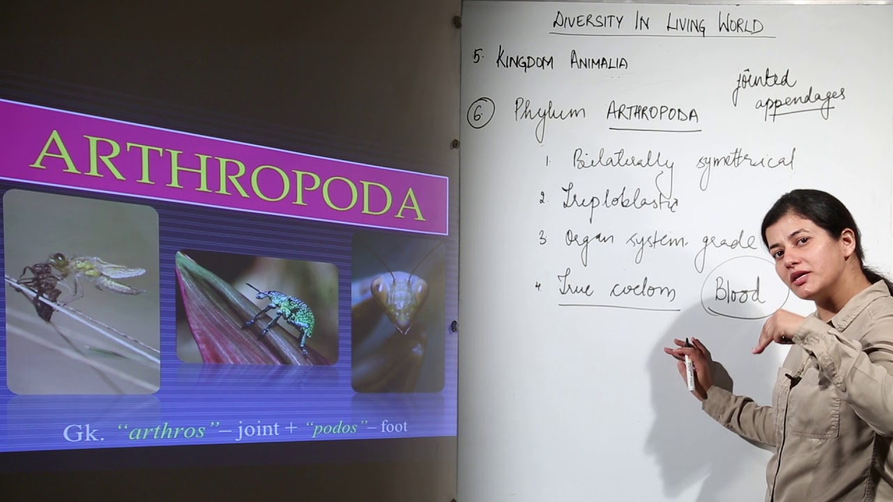 CBSE CLASS 9 - BIOLOGY - Chapter  2 - Kingdom Animalia - 7  arthropoda