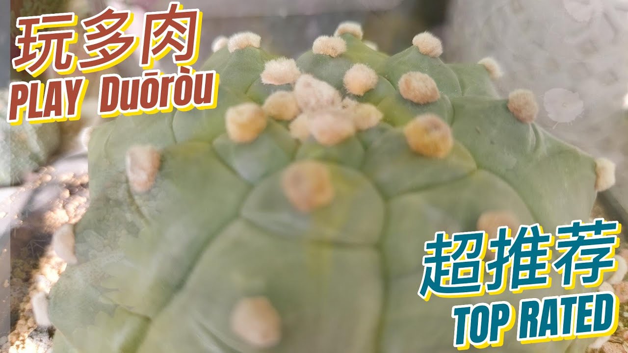 Ｃhieh好市多肉  兜 龜甲 超療癒 星點 卡點