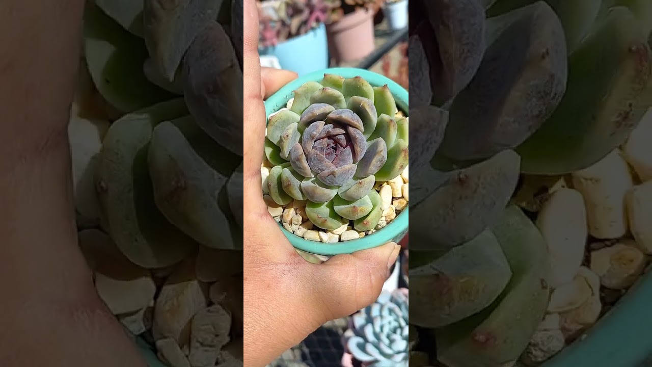 Después del riego de ayer así amanecieron las suculentas 🌸🌱🌼 hermosas he idratadas 💦👍👌