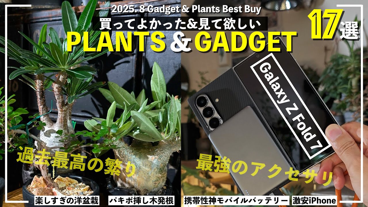 【総合大散財報告】8月に買ってよかったモノと見て欲しい植物 17選 ｜ベストバイ｜ガジェット｜ビザールプランツ｜塊根植物｜多肉植物